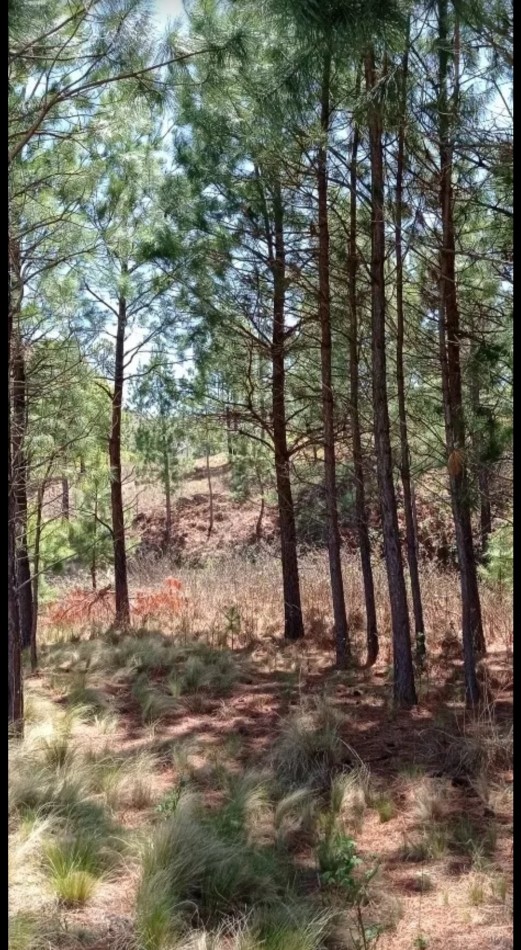 FRACCION DE CAMPO DE 10 HAS EN DESARROLLO CON ACCESO A 3 KM DE COSTA DE RIO POSTALES UNICAS