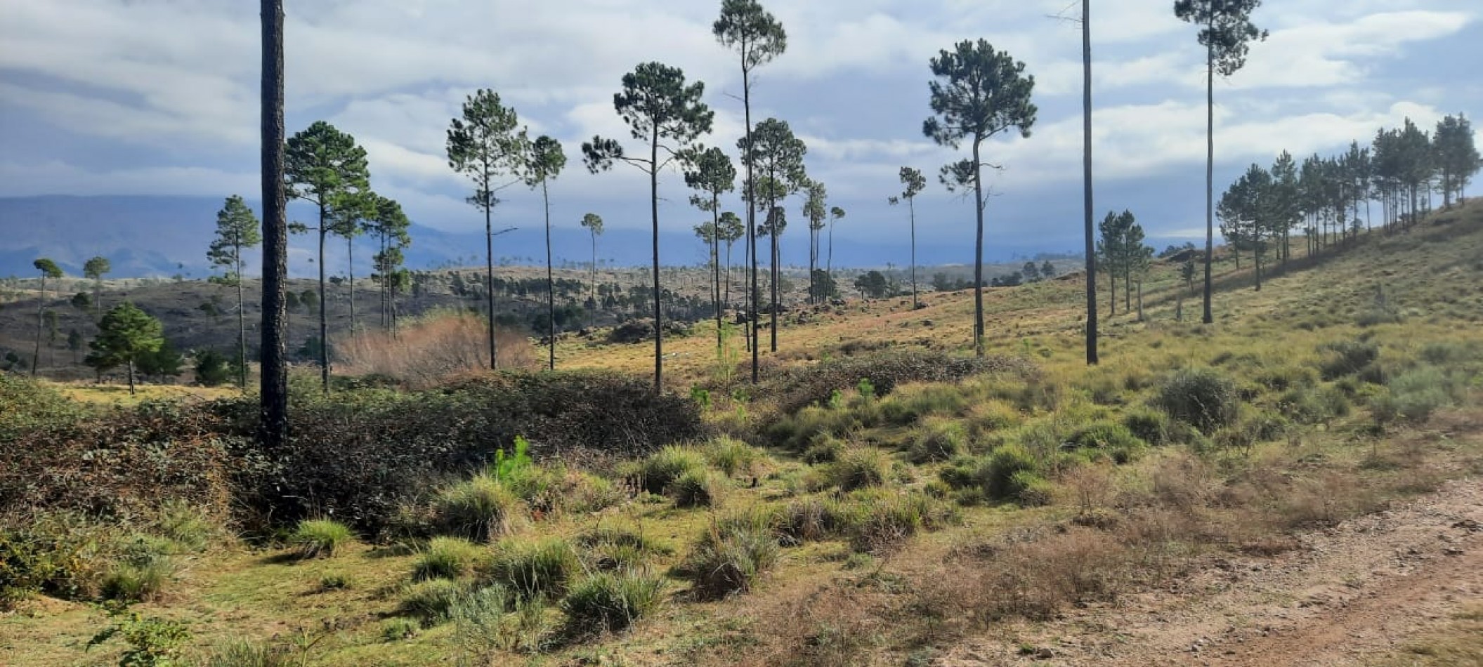 FRACCION DE CAMPO DE 10.9 HAS EN DESARROLLO CON ACCESO A 3 KM DE COSTA DE RIO POSTALES UNICAS