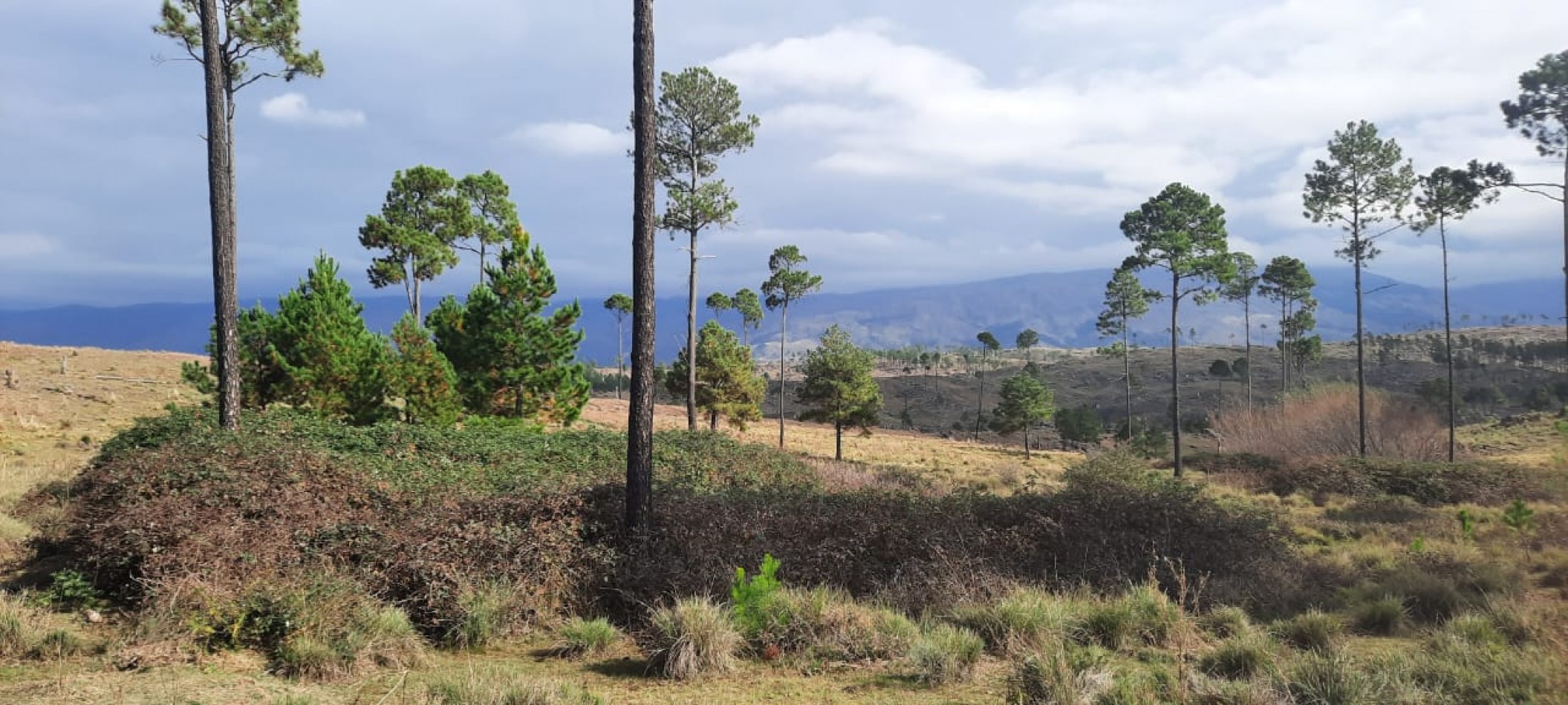FRACCION DE CAMPO DE 10.9 HAS EN DESARROLLO CON ACCESO A 3 KM DE COSTA DE RIO POSTALES UNICAS