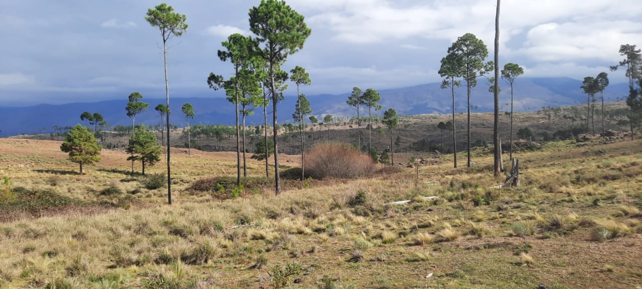 FRACCION DE CAMPO DE 10.9 HAS EN DESARROLLO CON ACCESO A 3 KM DE COSTA DE RIO POSTALES UNICAS