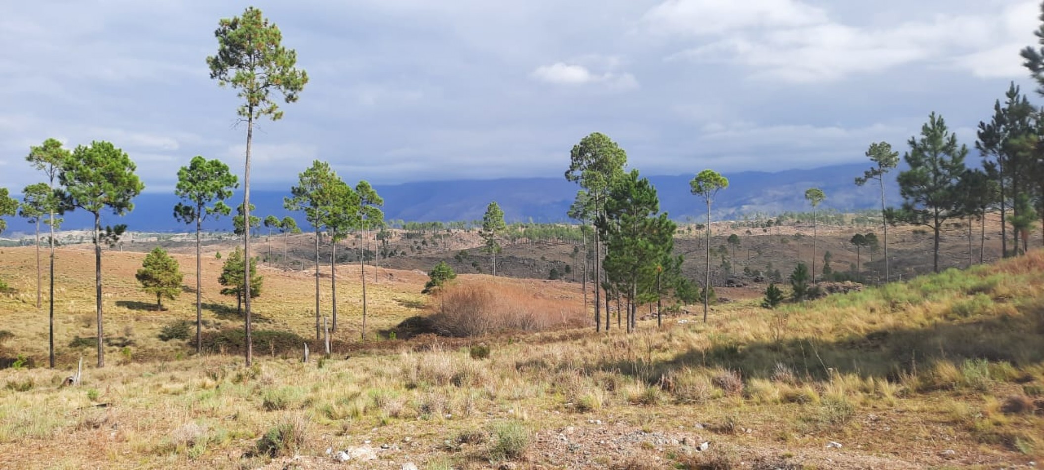 FRACCION DE CAMPO DE 10.9 HAS EN DESARROLLO CON ACCESO A 3 KM DE COSTA DE RIO POSTALES UNICAS