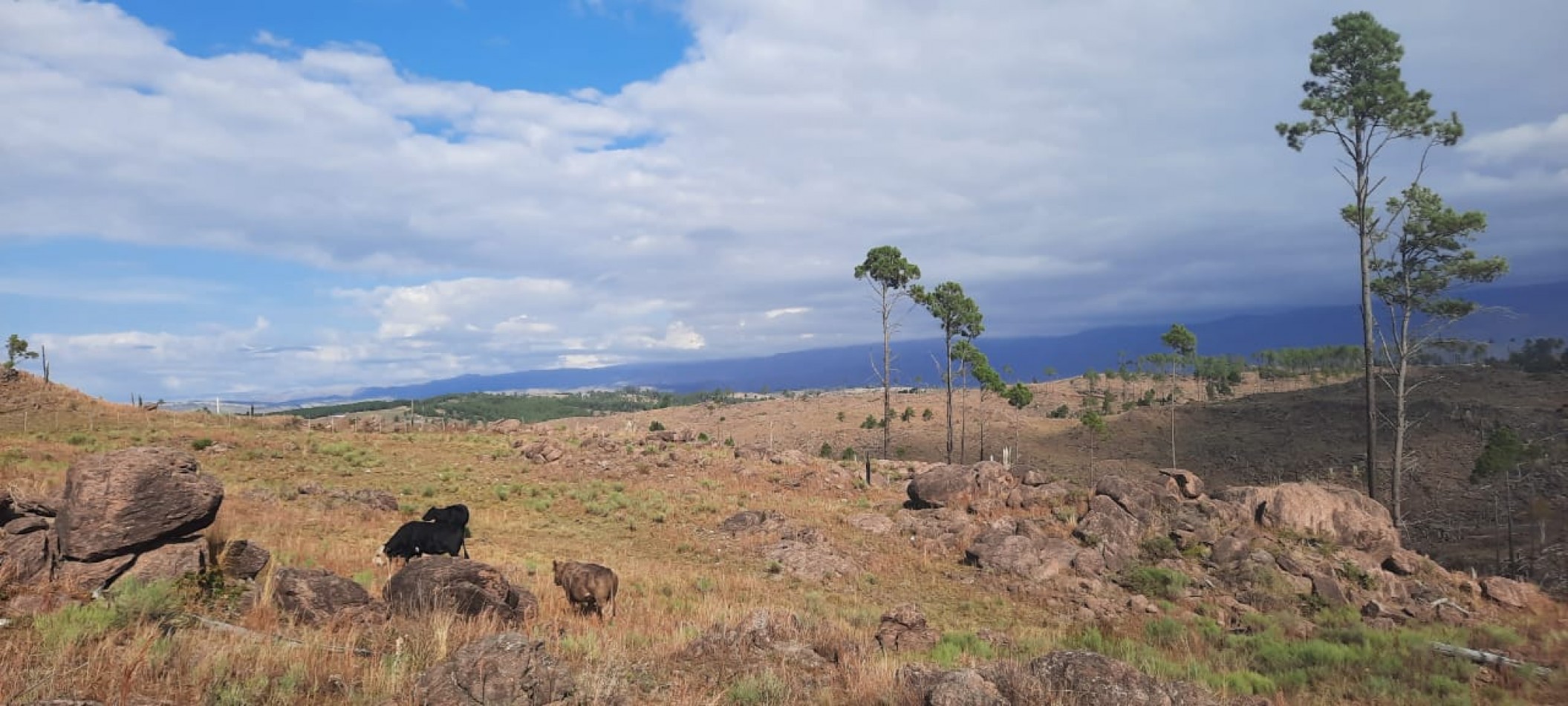 FRACCION DE CAMPO DE 10.9 HAS EN DESARROLLO CON ACCESO A 3 KM DE COSTA DE RIO POSTALES UNICAS