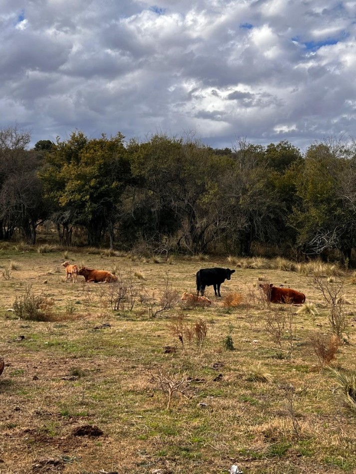 FINANCIA RECIBE VEHICULO! VENTA CAMPO IDEAL PROYECTO ECO ALDEA O AGRO ECOLOGICO