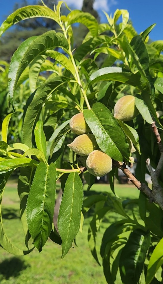VENTA 7 HECTAREAS CON COSTA DE ARROYO CASCO DE ESTANCIA