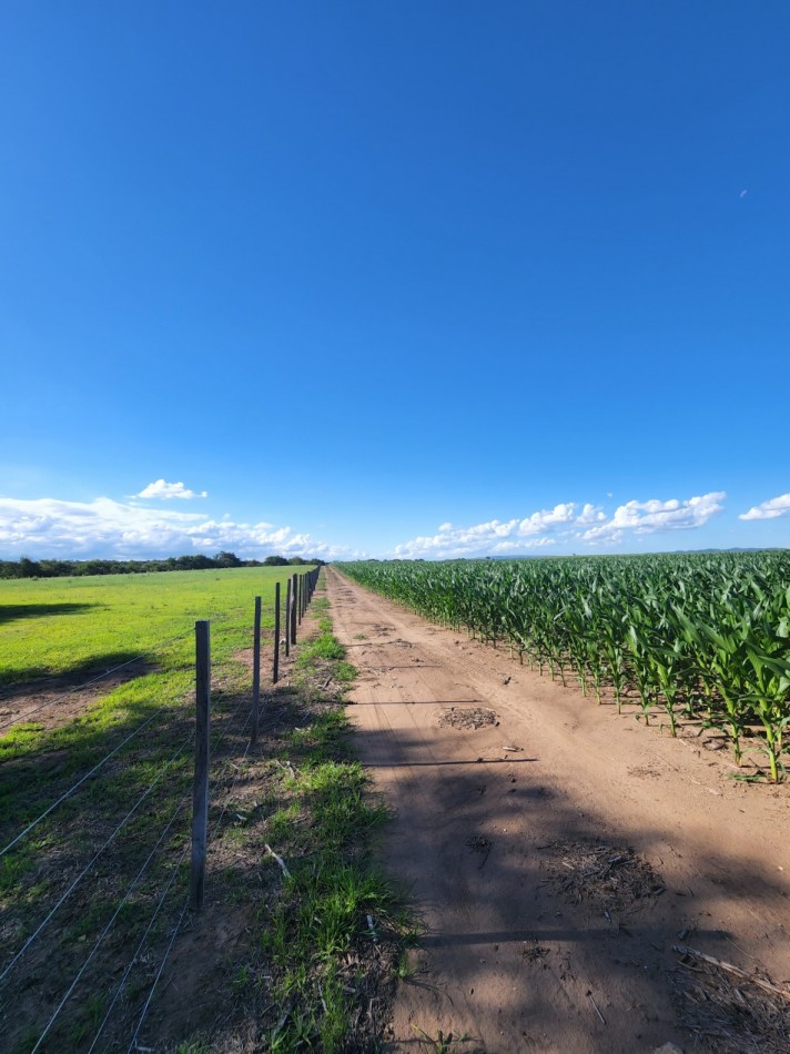VENTA CAMPO PRODUCTIVO VALLE DE CALAMUCHITA PROVINCIA DE CORDOBA