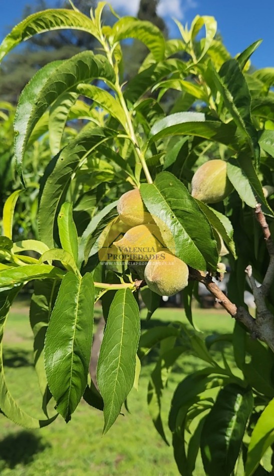 VENTA 7 HECTAREAS CON COSTA DE ARROYO CASCO DE ESTANCIA